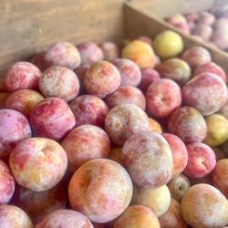 Sodaro Orchards