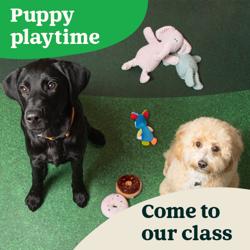 Pets at Home Chelmsford