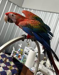 Parrots Nest And Pet Supplies