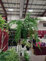 Chadwick Florist and Greenhouses, LLC