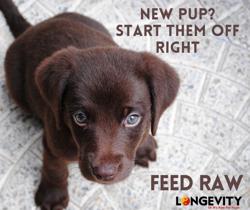 Longevity Raw Pet Food