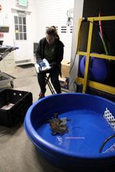 Sea Turtle Recovery
