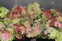 Alders Wholesale Florist, Inc.