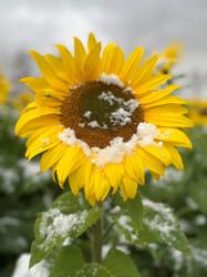 Prayers From Maria Sunflower Field in Avon