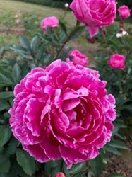 Brooks Gardens Peonies