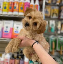 Yuppy Puppy Pet Shop