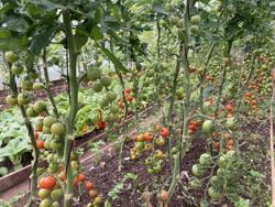 West Ardnamurchan Community Garden