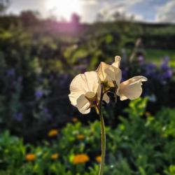 Martin's Dried Flowers