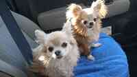 The Pet Shop