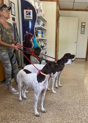 Highway 181 Veterinary Clinic