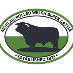 Morlais Welsh Black