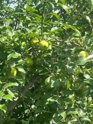 Maple Ridge Orchard