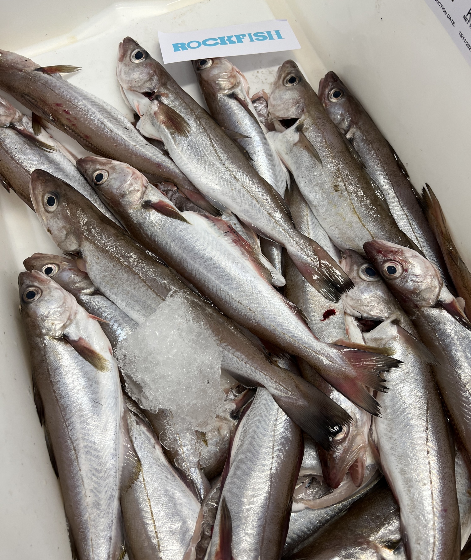 Rockfish Exeter