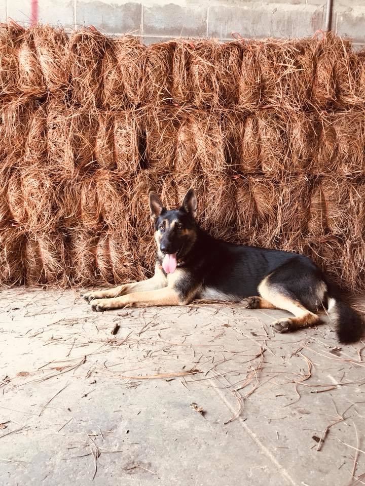 Pine Straw USA 832 Brundidge Street, Clio Alabama 36017