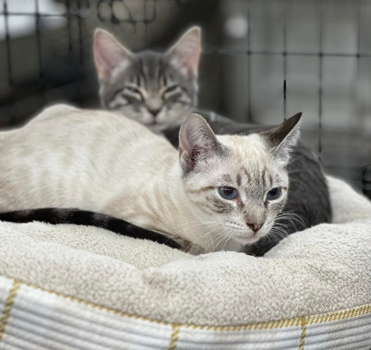 Daphne Animal Shelter Daphne