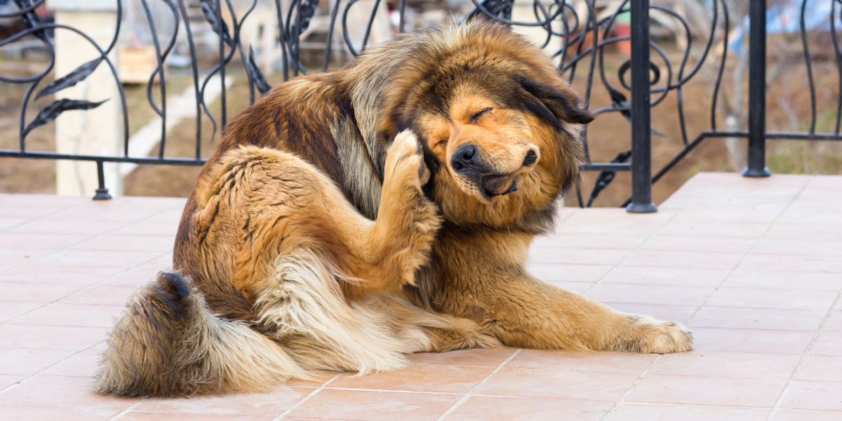 Animal Health Center: Donaldson M Bruce DVM Enterprise