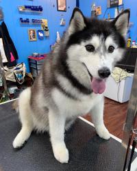 Furry Paws Pet Salon