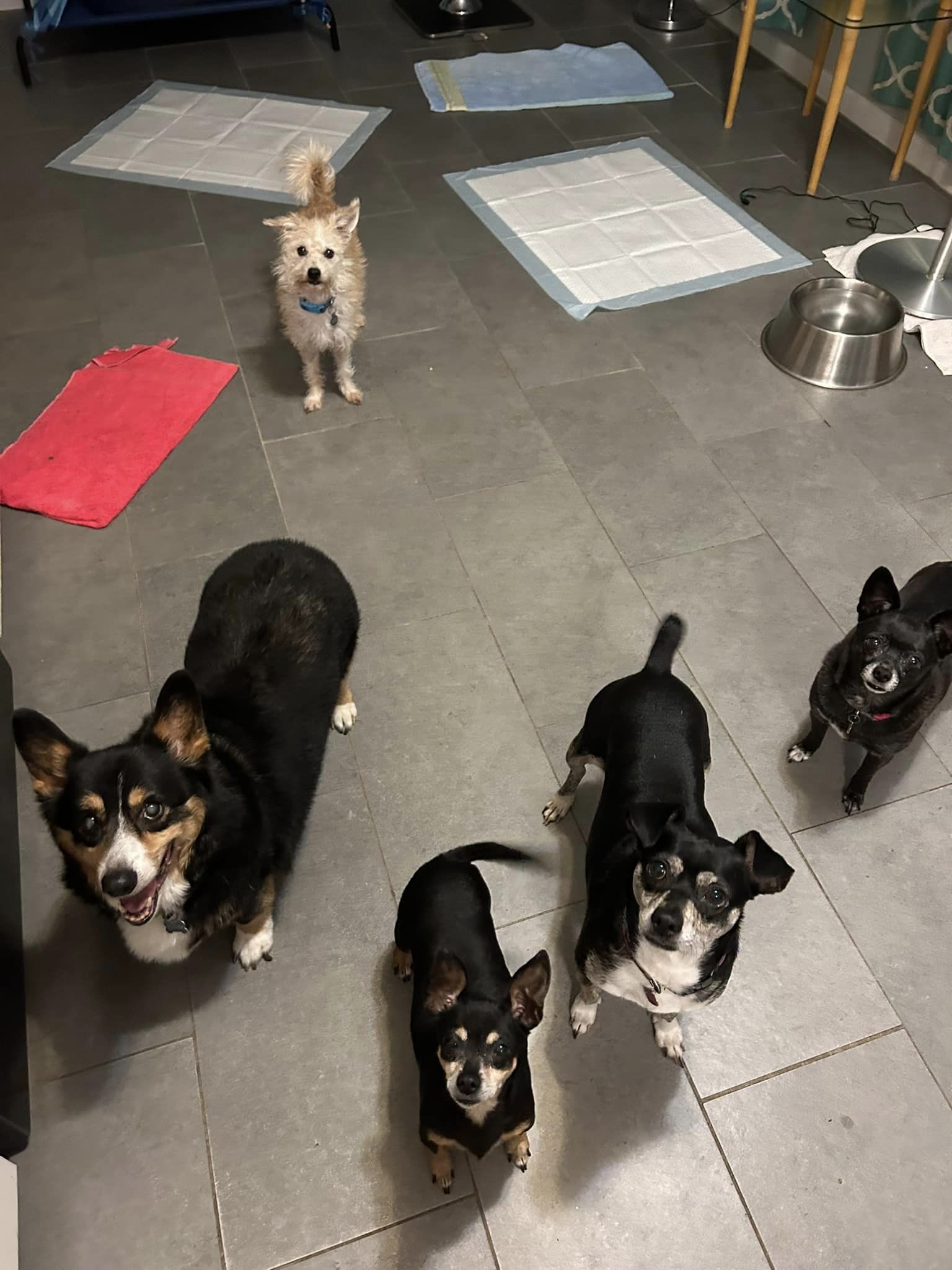 Tara's Woof & Whiskers Pet Mobile