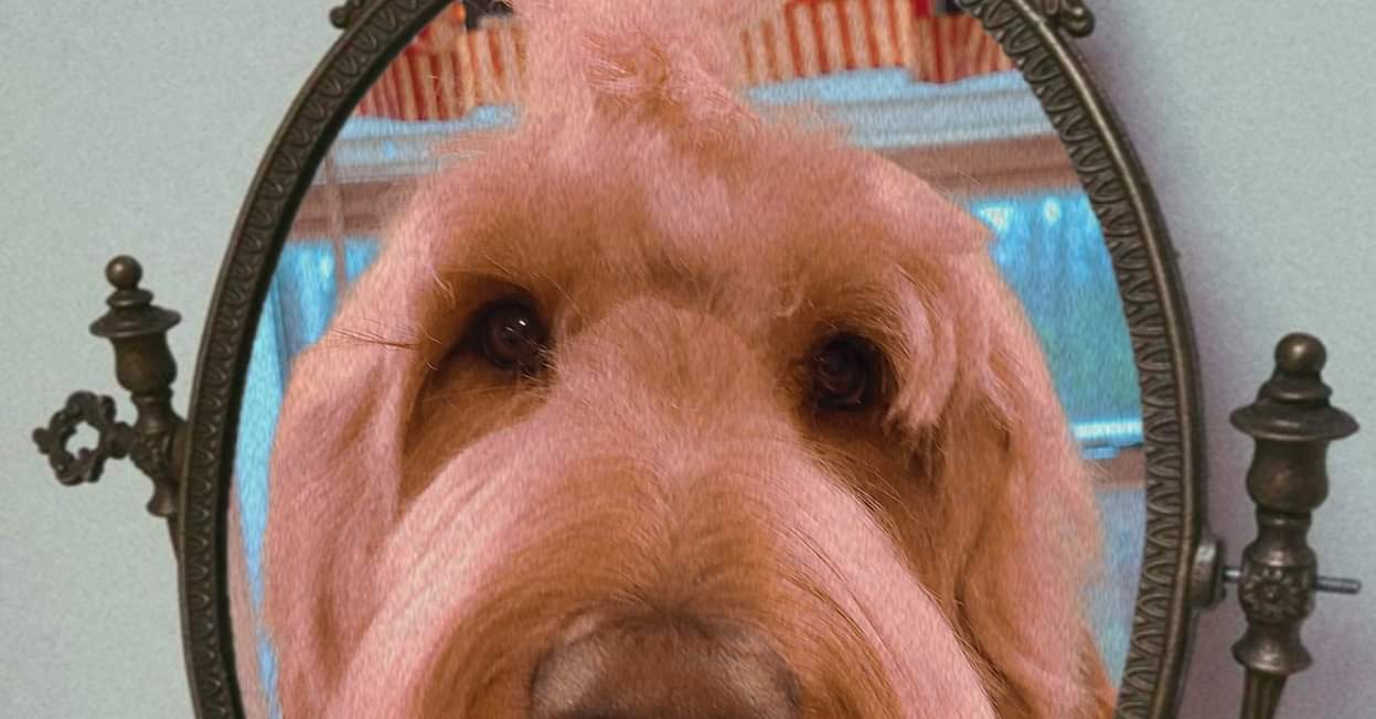 Lady & the Tramp's Groom Bryant