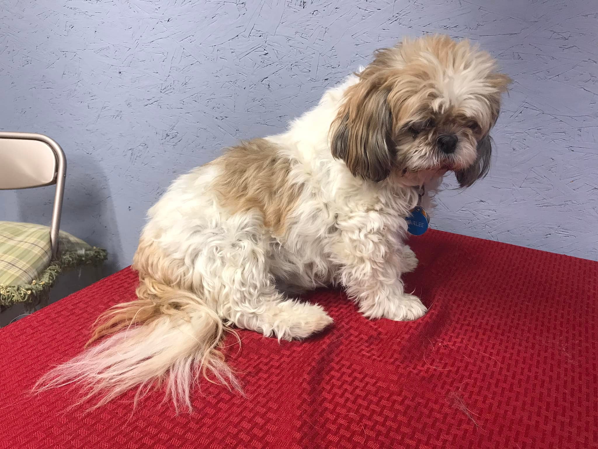 Pampered Paws Pet Resort Lakeview