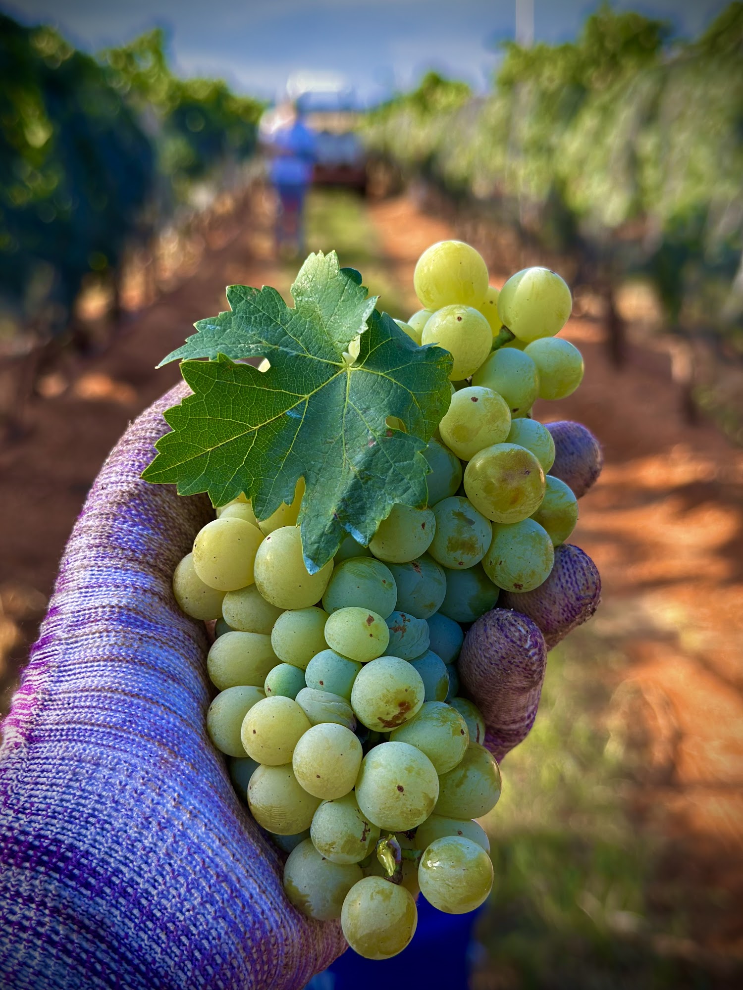 Callaghan Vineyards