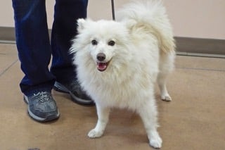 ANIMAL LEAGUE OF GREEN VALLEY - Green Valley AZ - Hours, Directions