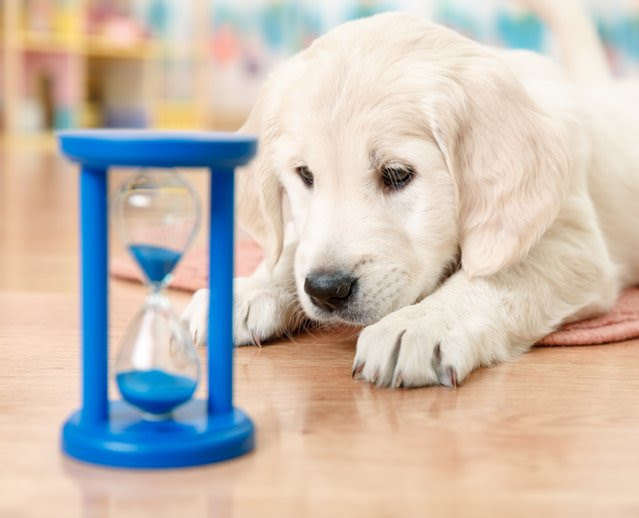 Before N After Dog Training Mesa