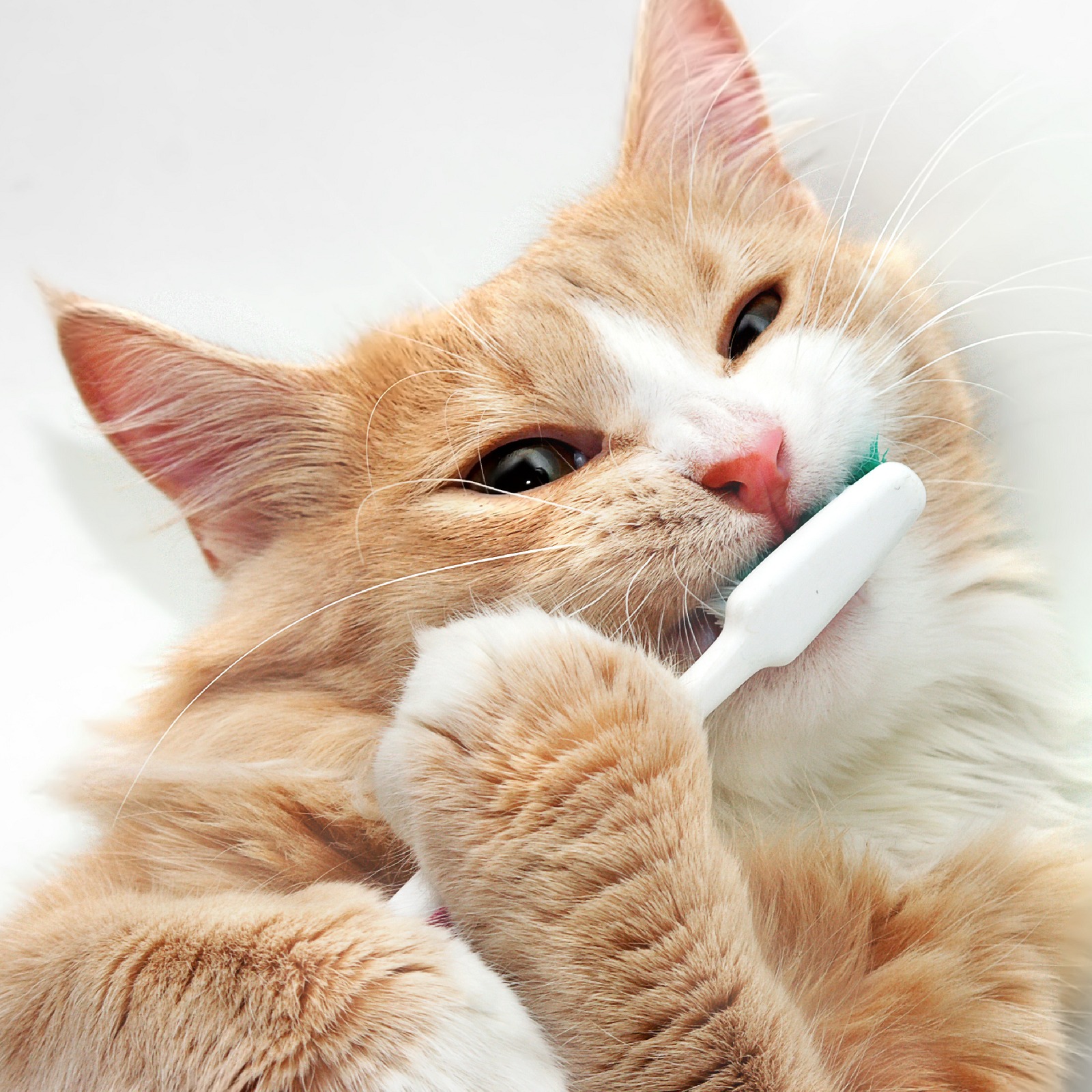 Holistic Veterinary Services Payson