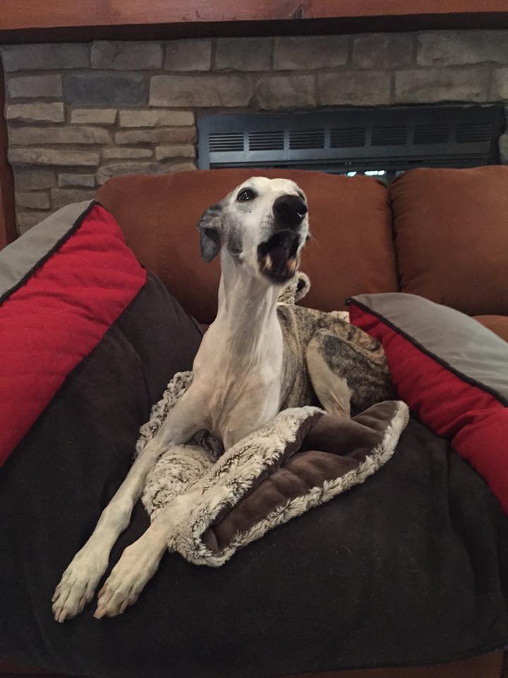 Payson Pet Sitting Payson