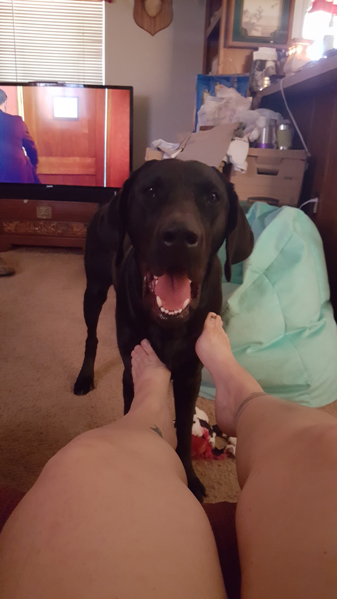 Mayday Retrievers - Arizona Dog Training