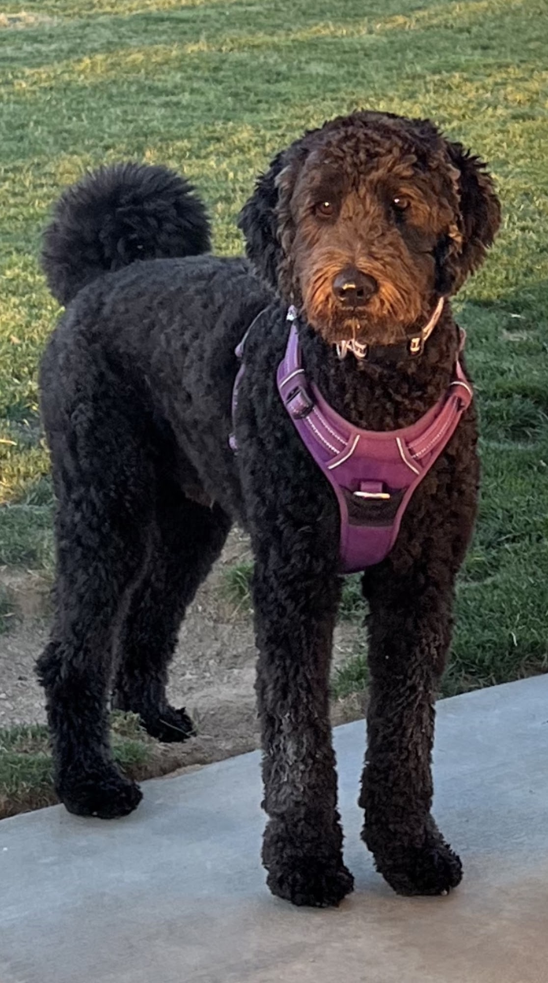 Beautiful Doodles 4 U Phoenix