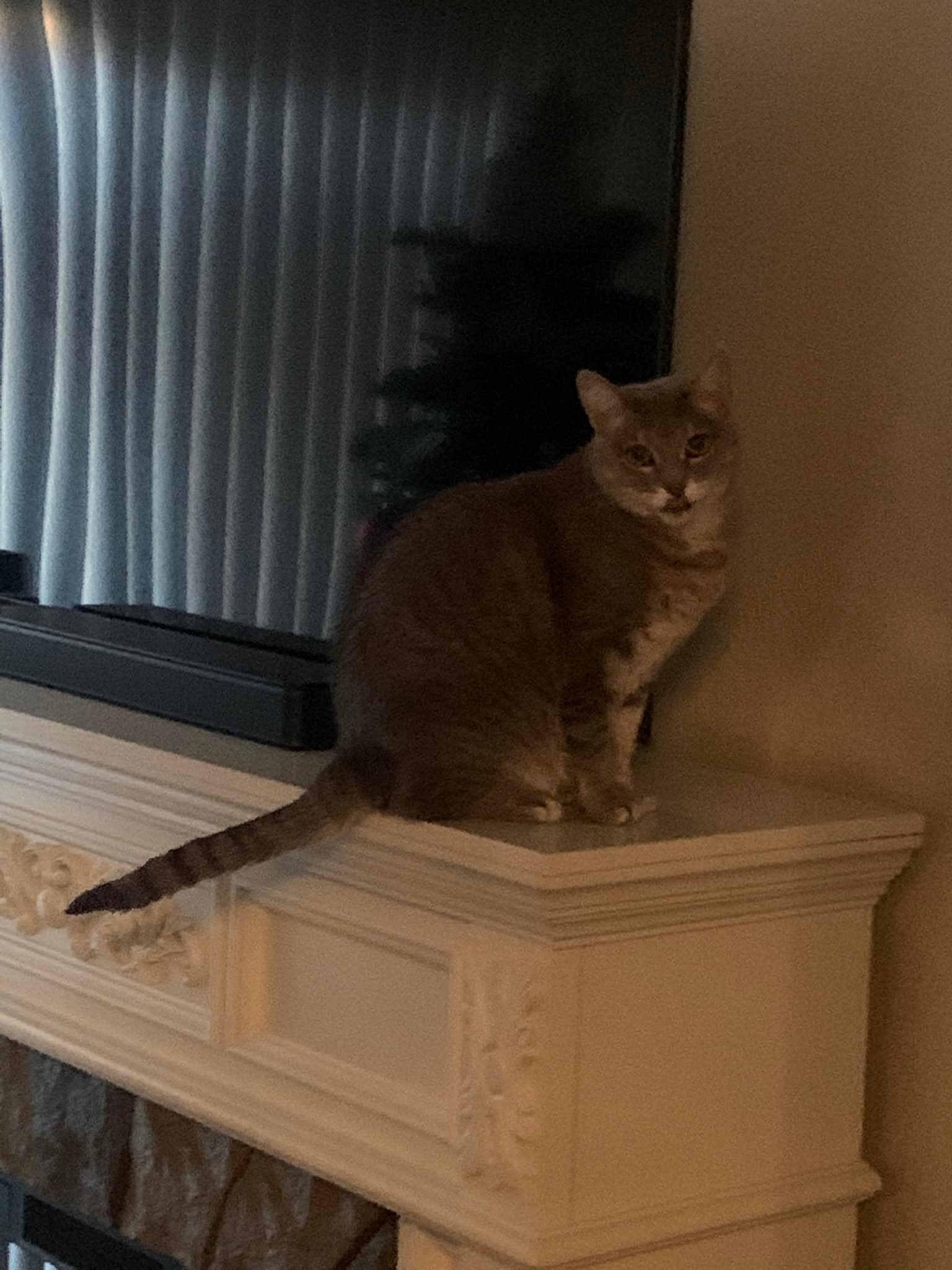 The Pet Lady Pet Sitting Service Corona