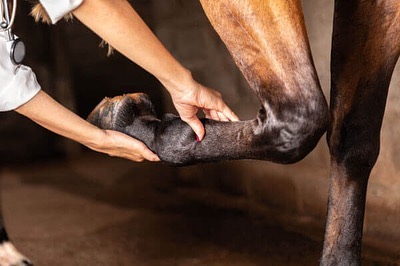 Equine Sports Medicine Cypress