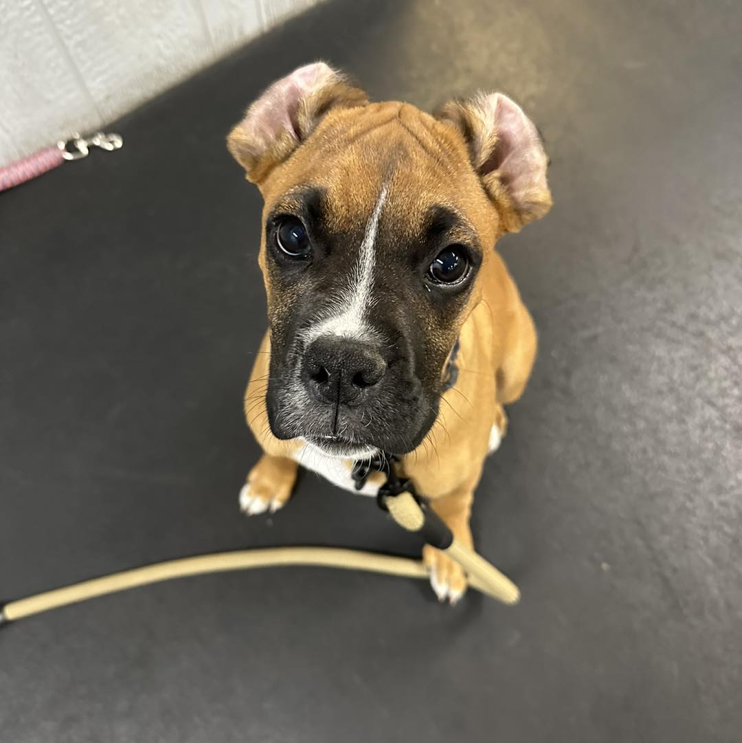 Ryker Dog Training Fresno