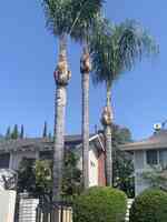 Vera's tree trimming