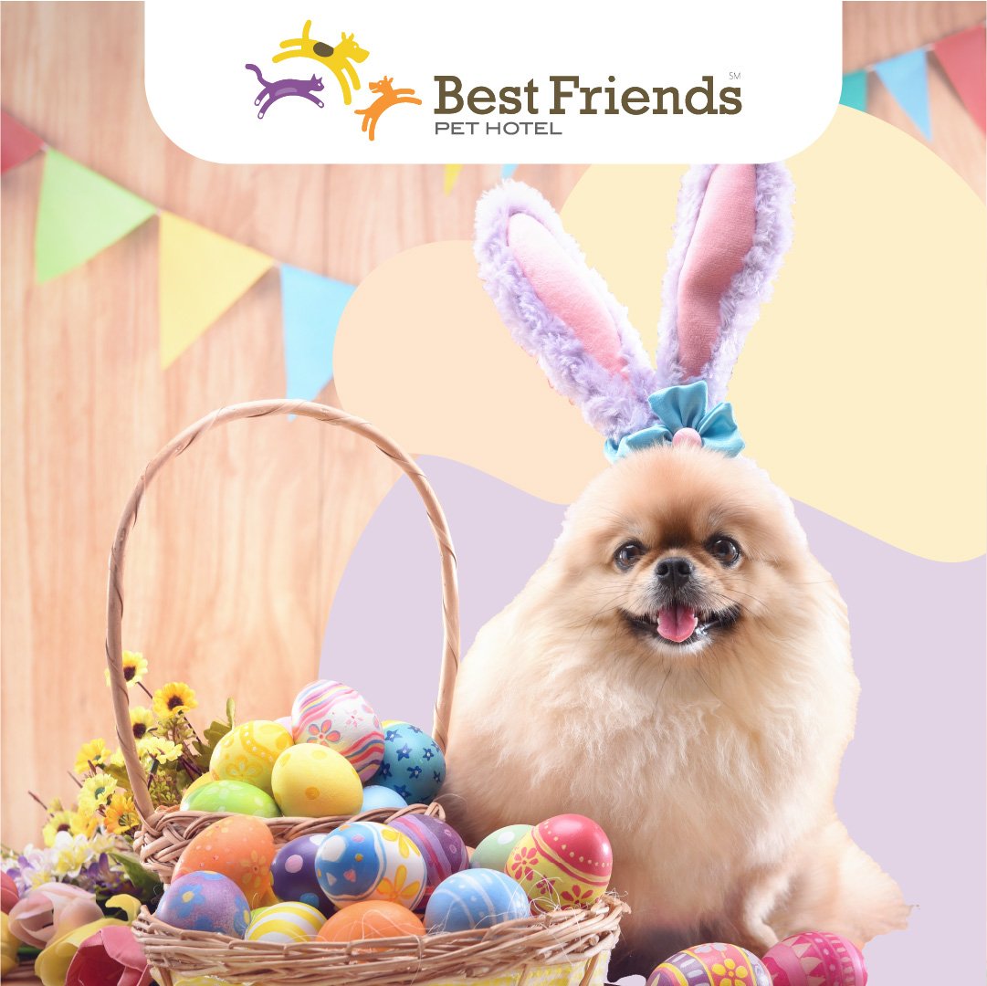 Best friends pet care Lodi