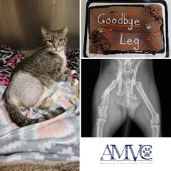 Merced Veterinary Clinic: Smith Alicia DVM