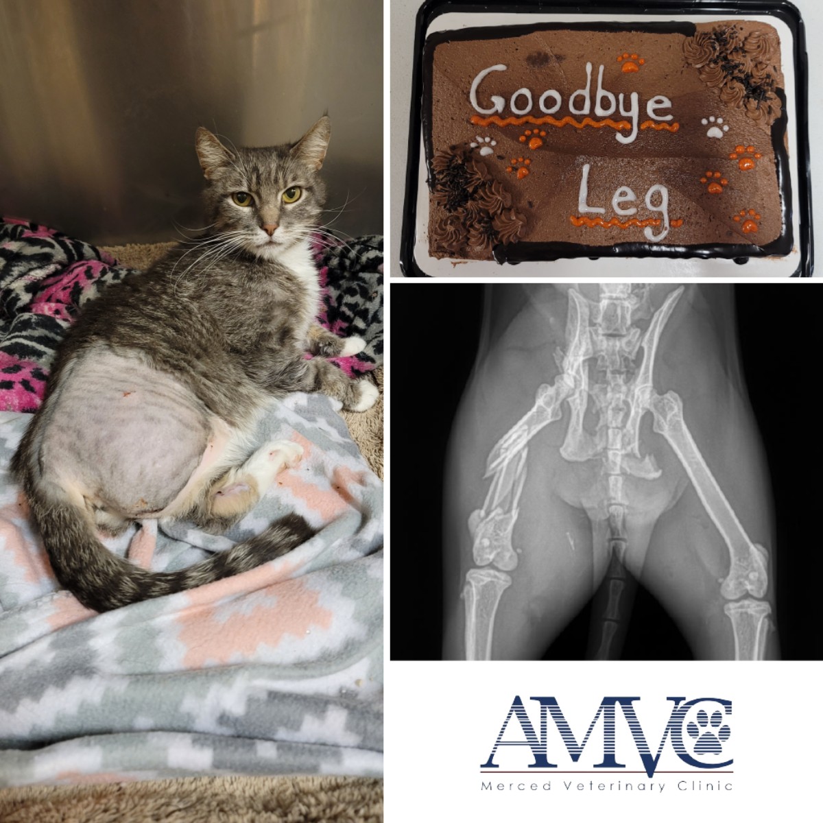 Merced Veterinary Clinic: Ekblom Nicole DVM Merced