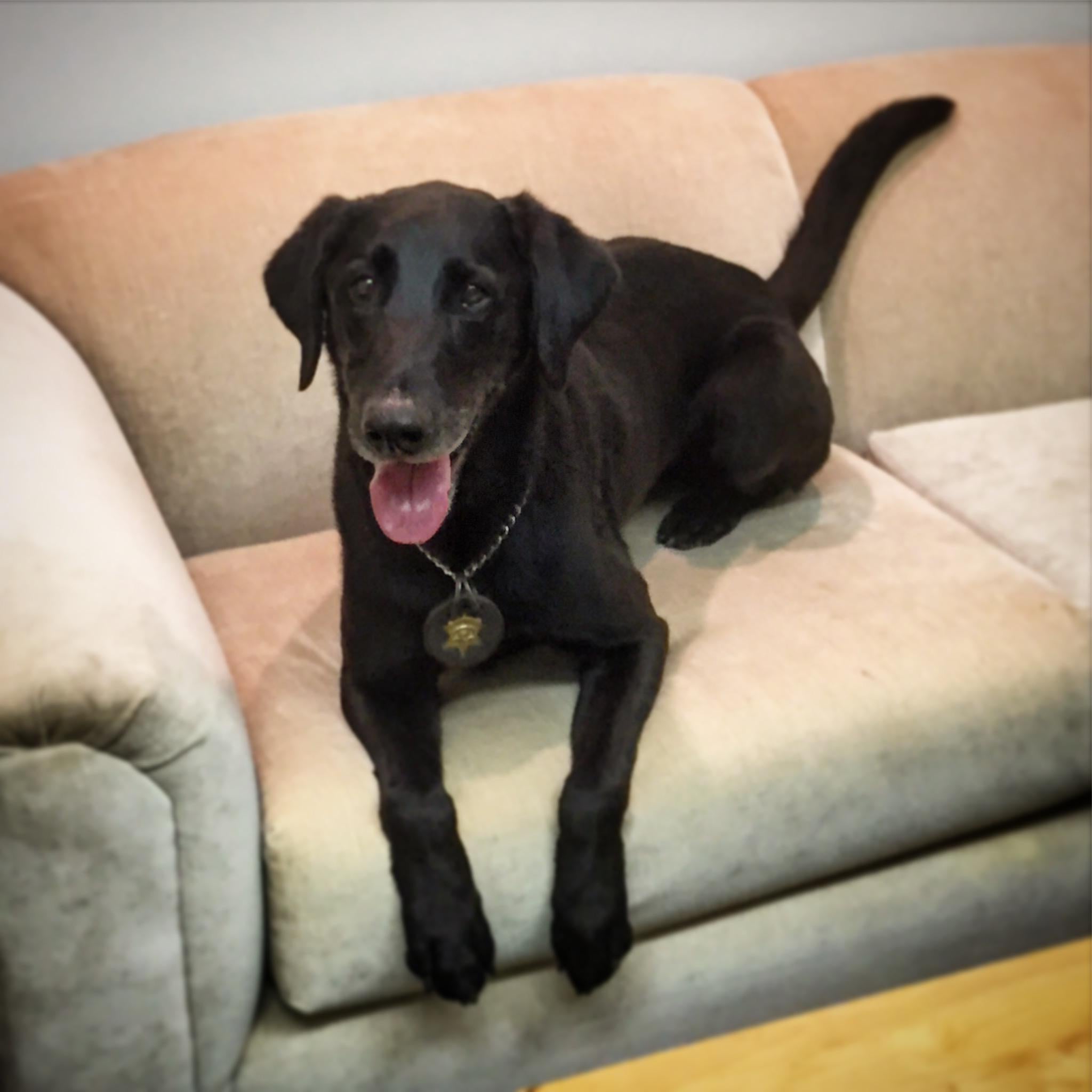 California Search K9 Training Academy Moorpark