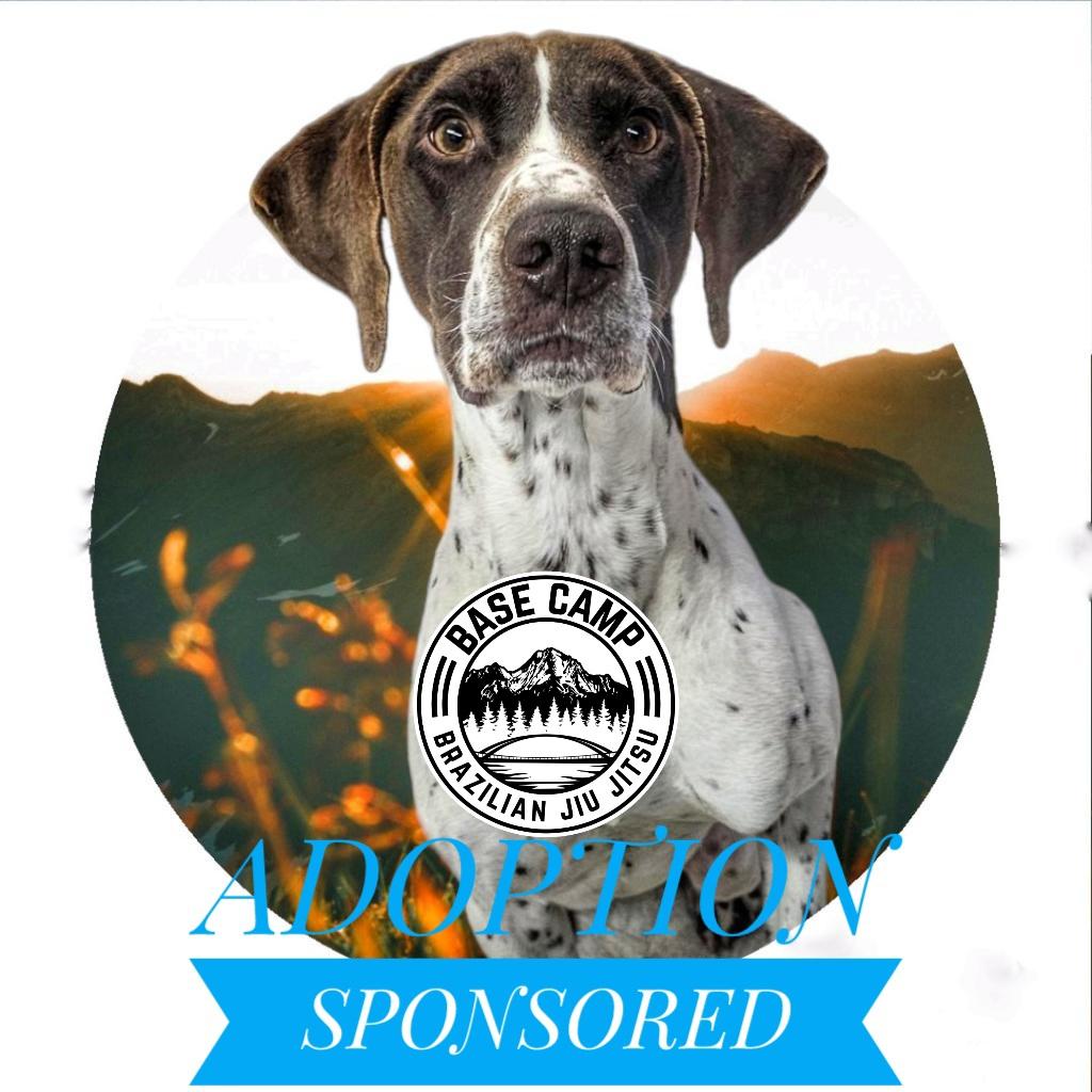 Siskiyou Humane Society Adoption Center Mount Shasta