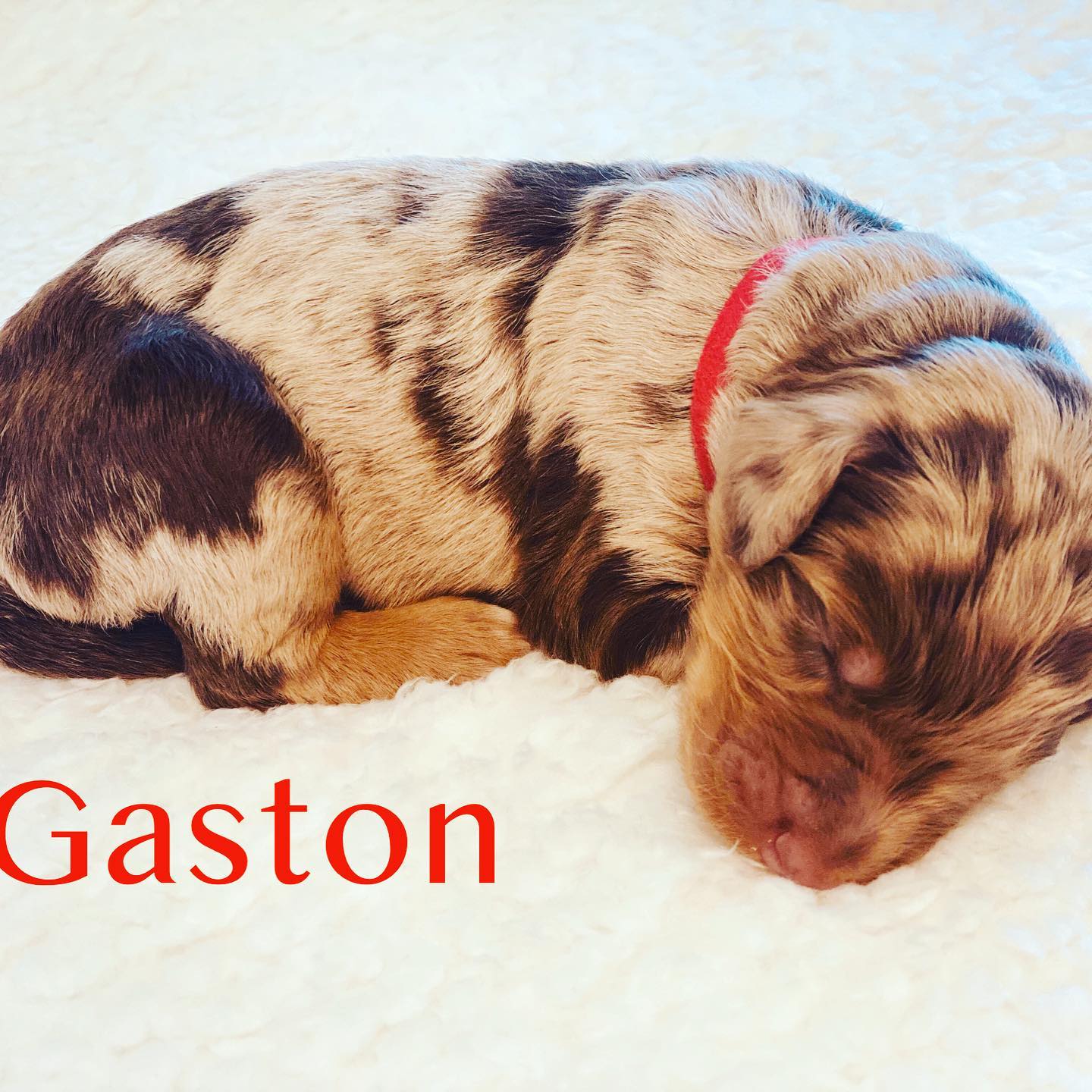 California GoldenDoodle Ranch Murrieta