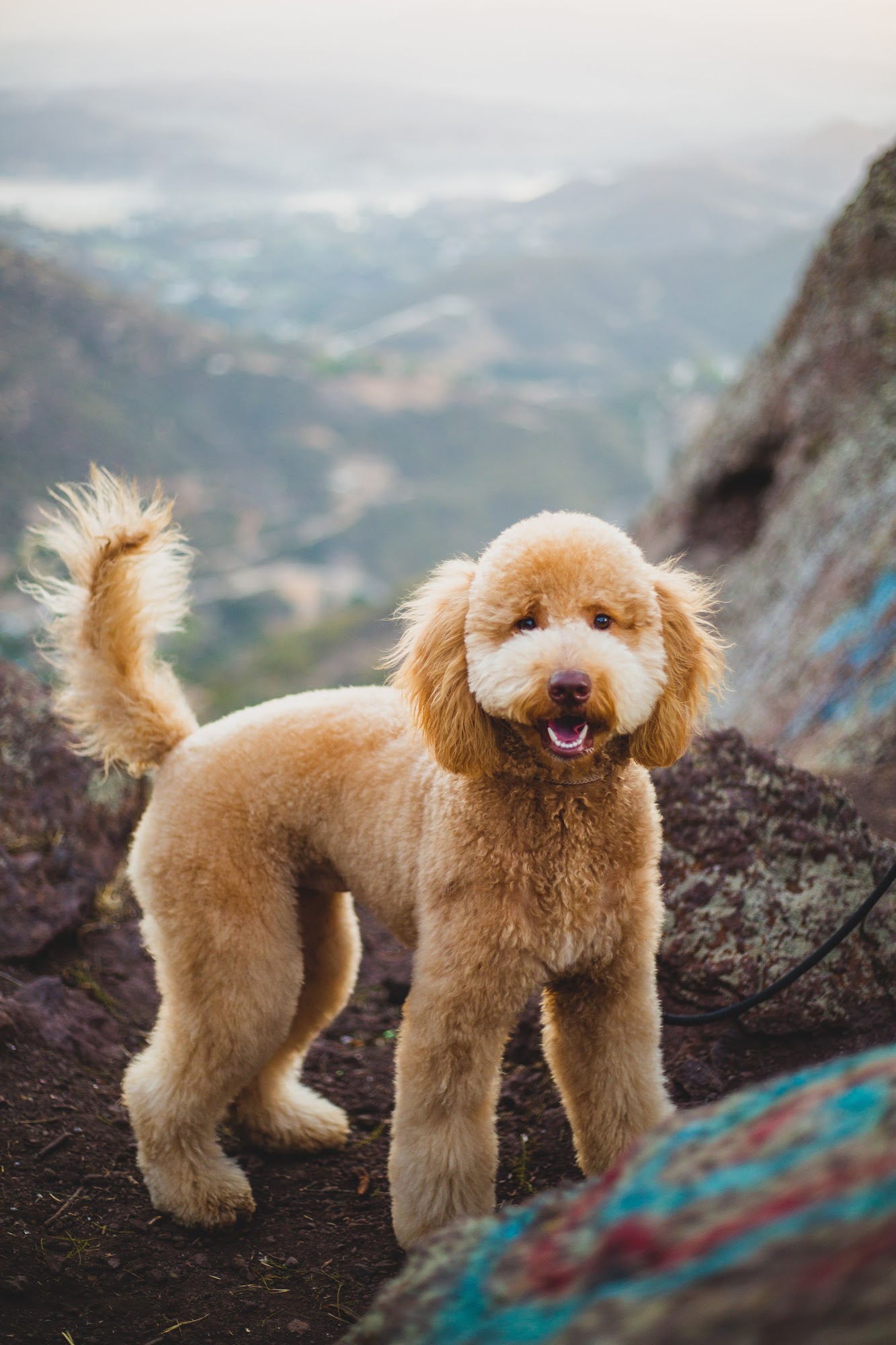 The Pretty Puppy Ontario