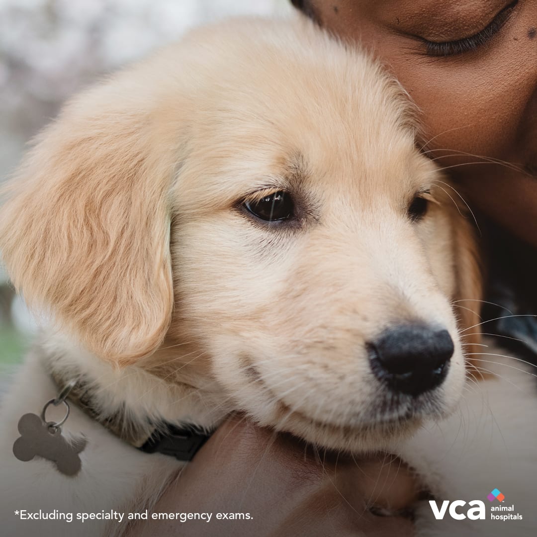 Orange Veterinary Hospital: Lee Belinda DVM Orange