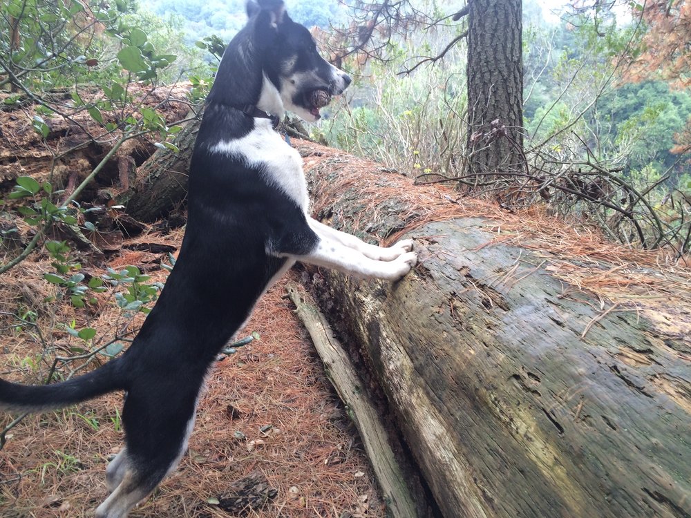 In Their Element Dog Walks Orinda