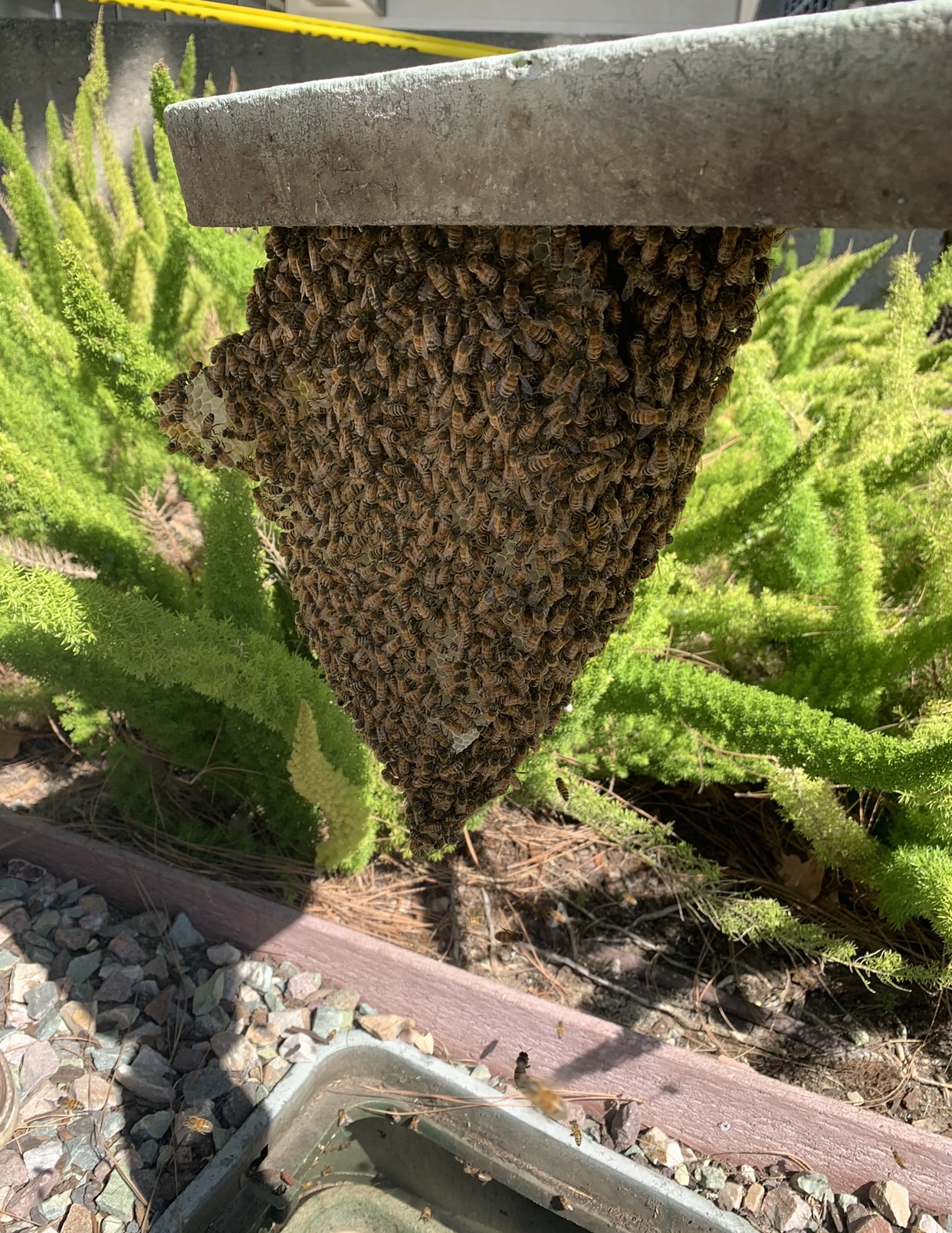 Family Bees Eco-Friendly Bee Removal 5139 Ave L-14, Quartz Hill California 93536