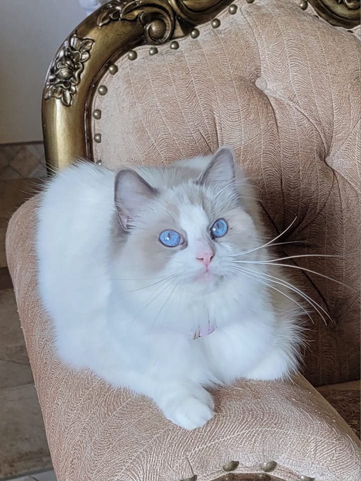 Swafford's Ragdoll Cafe Ramona