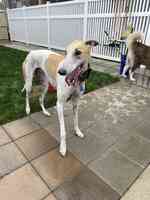 St. Mark's Dog Resort