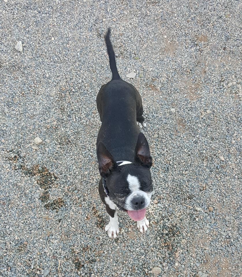 Cameo Kennels and Dog Training Ridgecrest