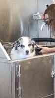 Suds N Pups Dog Grooming and Wash, Inc.