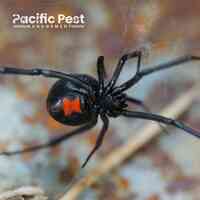 Pacific Pest Management